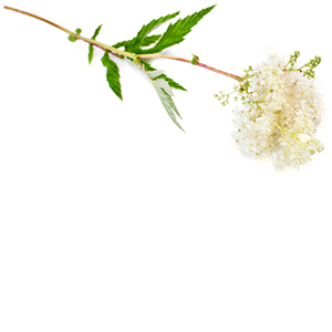 Meadow Sweet Herbasol® Extract Glycerine SB